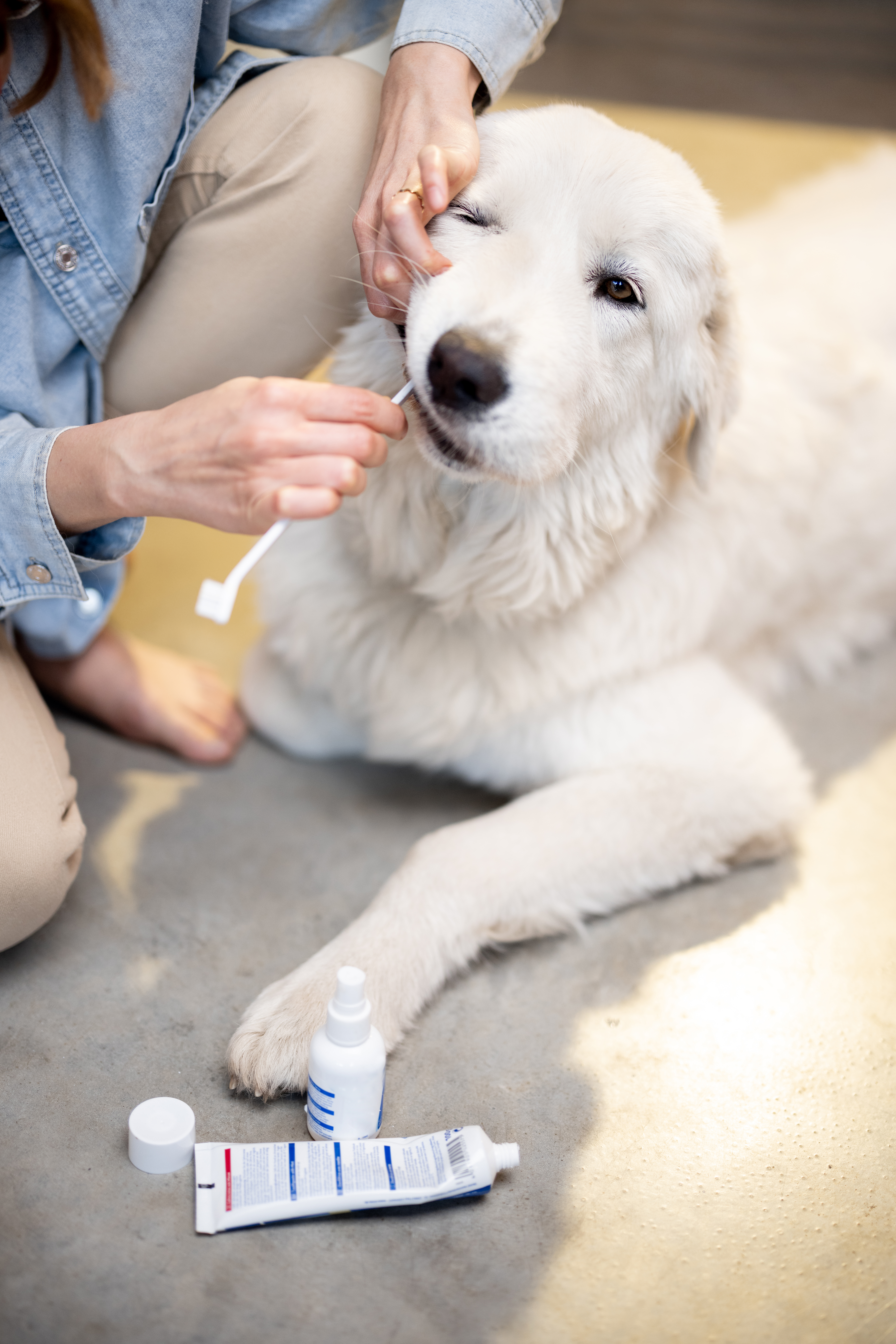 Pet Health