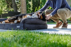 How Often Should You Wash Your Dog’s Bed?