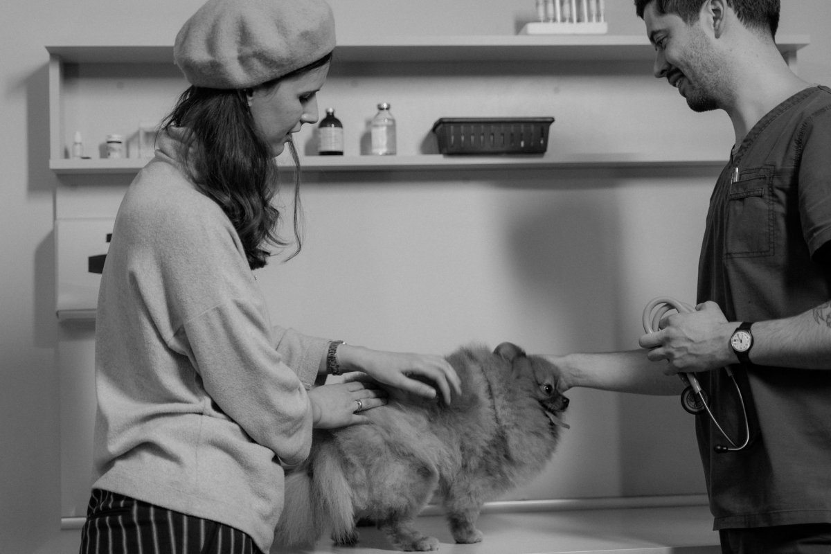 Dog at the veterinarian getting a checkup