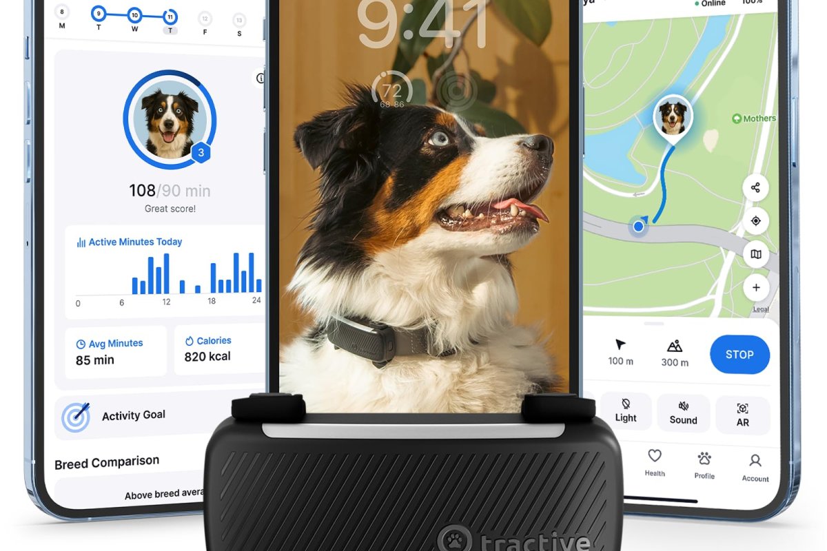 Tractive GPS Dog 6 tracker attached to a dog collar